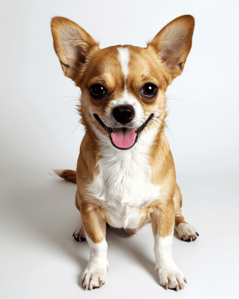 Happy Chi